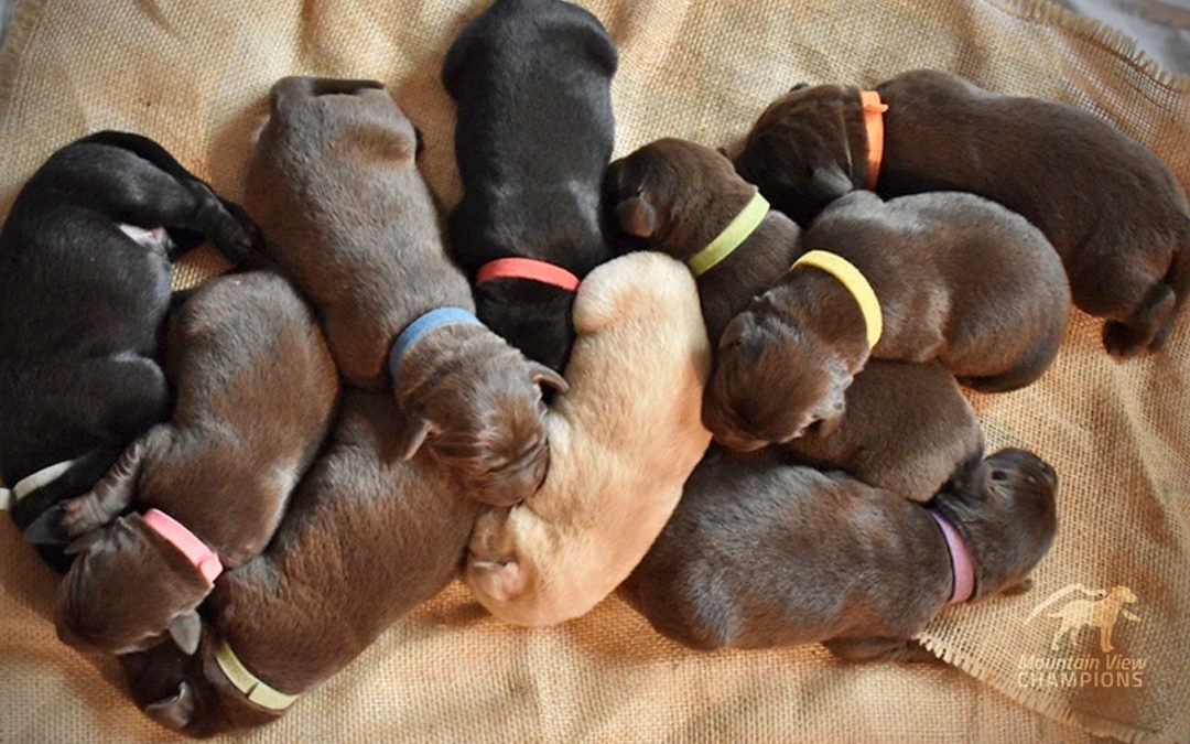 New Puppies! (Spring 2020)