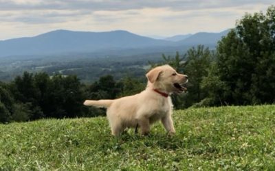 Labradoodle Puppies Now Available