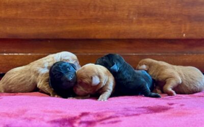 Bringing a Puppy Into Your Home In 2026!