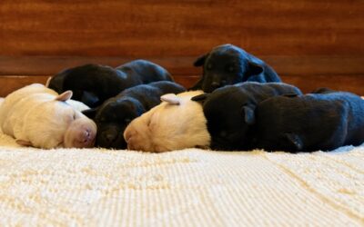 Valentine’s Day Puppies Are Here!