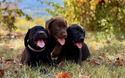 New Lab Puppies Have Arrived!