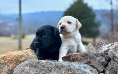 Spring 2026 Available Puppies Update: