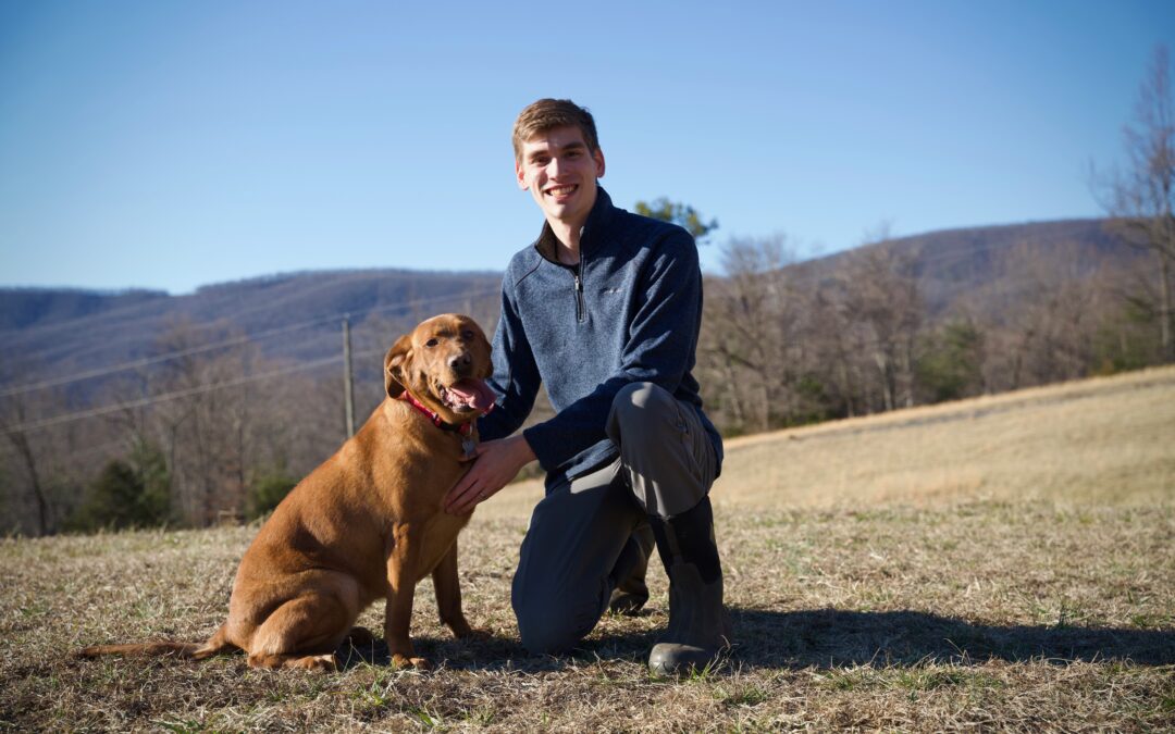 Mid-sized English Labrador