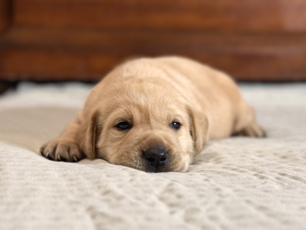 Yellow Labrador puppy from a litter of black, chocolate, and yellow litter available in the summer of 2026.