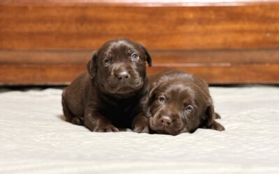 Summer Litter Update: Puppies Have Arrived!
