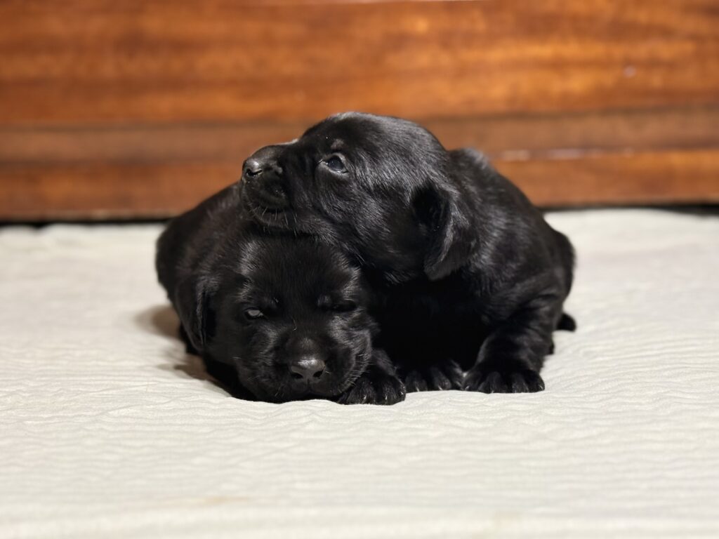 Yellow Labrador puppy from a litter of black, chocolate, and yellow litter available in the summer of 2026.