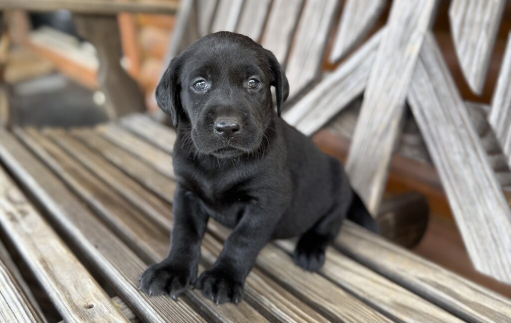 Mid-sized English Labrador Puppy to help understand English Labs vs. American Labs