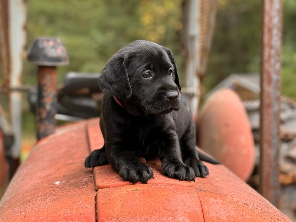 Black mid-sized English Labrador retriever puppy to help understand English Labs vs. American Labs